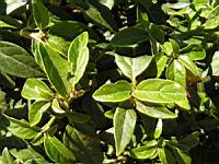 Laurier tin - Viburnum tinus (en Corse) (03) (Photo F. Mrugala)